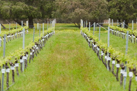 Organic Vineyard/Farm Tour - Travel Agents 4
