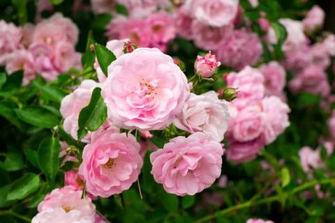 Botanical Gardens, Winery And Scenic Full Day Tour - Tourism Guide 0