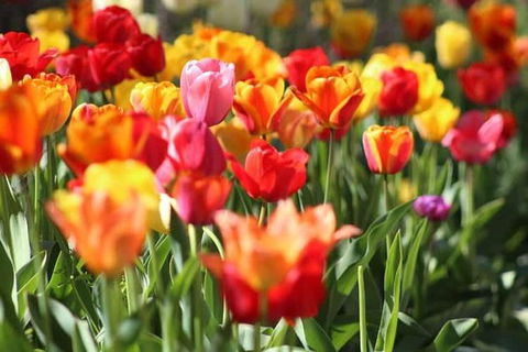 Botanical Gardens, Winery And Scenic Full Day Tour - Tourism Guide 1