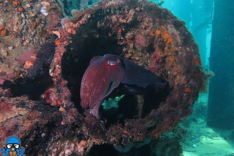 PADI Open Water Course - Tourism Guide 1