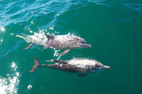 Sailing Kayak Adventure Through The Peel Harvey Estuary - Tourism Guide 1