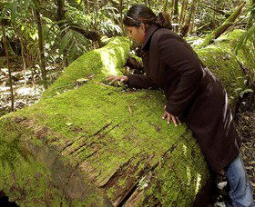 Washpool National Park - Washpool Walk - Travel Agents 0