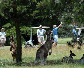 Glen Innes Golf Club - Travel Agents 0