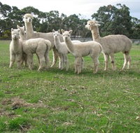 Blackgate Lodge Alpaca Stud - Tourism Guide