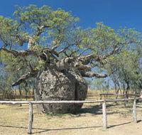 Boab Prison Tree - Tourism Guide
