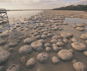 Lake Clifton Thrombolites - Tourism Guide 0