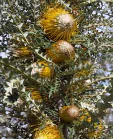 Boundain WA Travel Agents