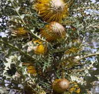Woylie Walk Dryandra Woodland - Tourism Guide