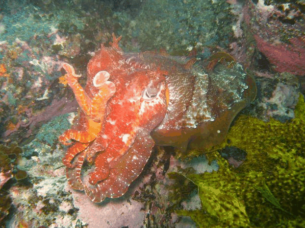 Jervis Bay Dive Charters - Tourism Guide