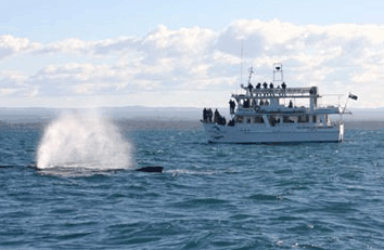 Dolphin Watch Cruises - Tourism Guide