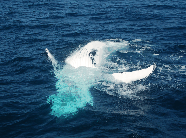 Dolphin Wild Cruises - Tourism Guide