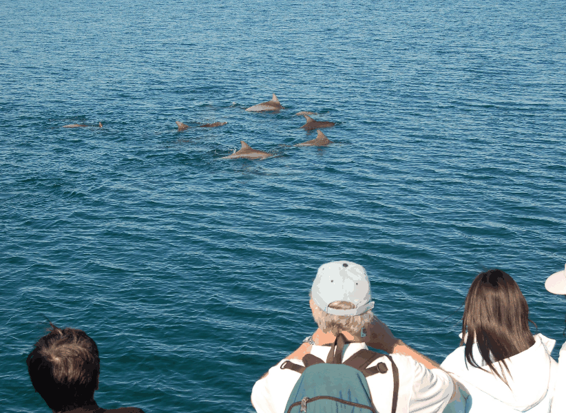 Dolphin Wild Cruises - Tourism Guide 3