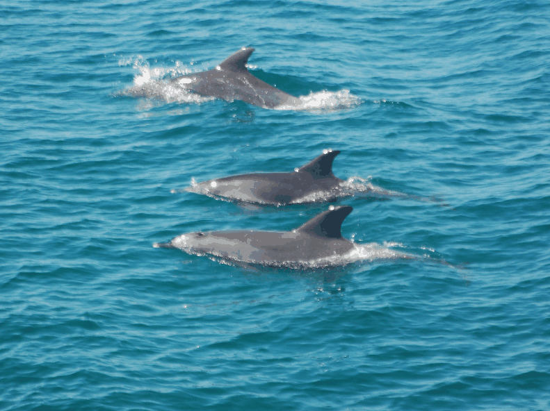 Dolphin Wild Cruises - Tourism Guide 5