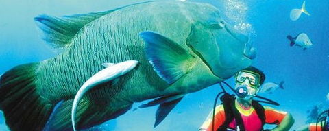 Aristocat Snorkel And Scuba Port Douglas - Tourism Guide 0