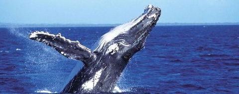 Aristocat Snorkel And Scuba Port Douglas - Tourism Guide 2