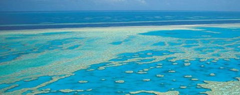 Aristocat Snorkel And Scuba Port Douglas - Tourism Guide 3