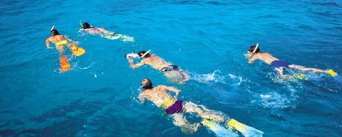 Aristocat Snorkel And Scuba Port Douglas - Tourism Guide 4