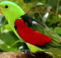 Birdworld Kuranda - Cruises Travel