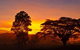 Ingan Tours - Spirit Of The Rainforest Tour - thumb 3