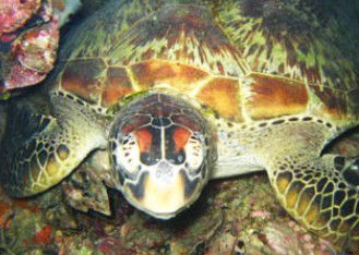 Adrenalin Snorkel And Dive - Tourism Guide 0