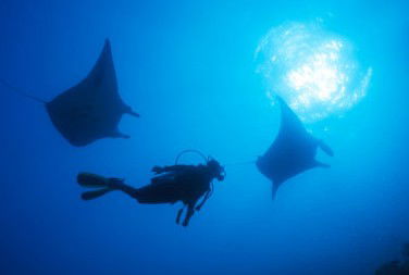 Adrenalin Snorkel And Dive - Tourism Guide 1