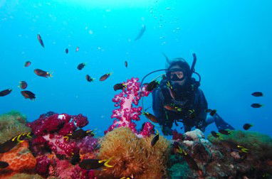 Adrenalin Snorkel And Dive - Tourism Guide 3