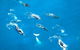 Air Whitsunday Seaplanes - thumb 2