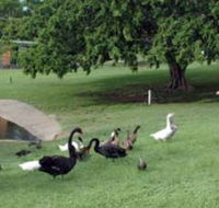 Anzac Park and Ululah Lagoon - Tourism Guide