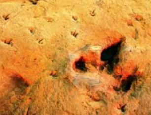 Australia's Dinosaur Trail - Tourism Guide 2