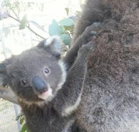 West Oz Wildlife Petting Zoos - Tourism Guide