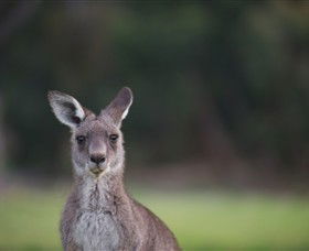 Anglesea Golf Club - Tourism Guide 6