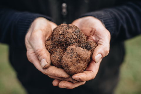 A Taste Of Truffles - Tourism Guide 0