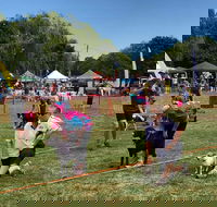 Dogs in the Park Orange - Cruises Travel