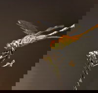Dragonfly Discovery