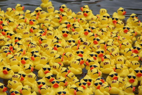 Gerringong Men’s Shed Annual Duck Derby - Travel Agents 1