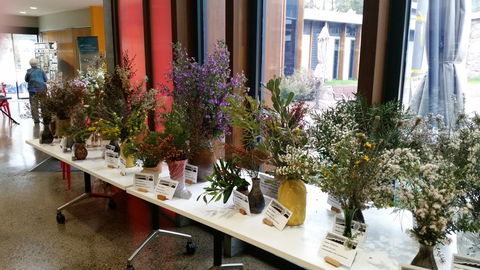 Grampians Wildflower Show - Travel Search 0
