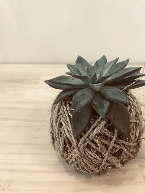 Kokedama Workshop - Cruises Travel 0
