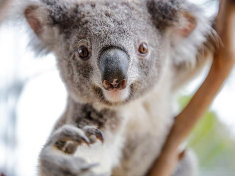 Meet The Stars Of The Livestreams - Travel Search 0
