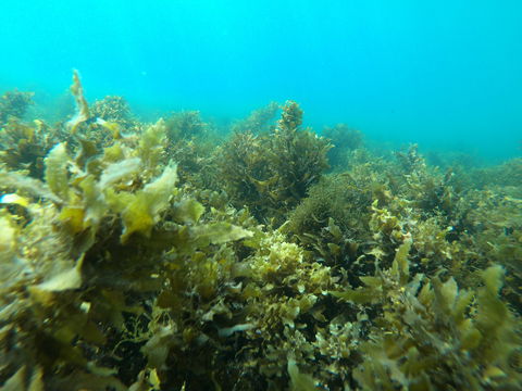Recovery Of The Great Barrier Reef Expedition - Tourism Guide 2