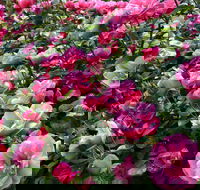 2020 Woolmers Estate Festival of Roses - Travel Search