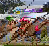 Camel Races at Gosford Showgrounds - Travel Search