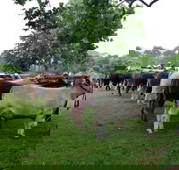 Dorrigo Agricultural Show - Travel Search