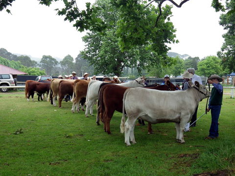 Dorrigo Agricultural Show - Tourism Guide 0