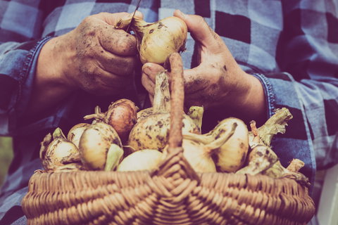 Grafton Farmers Market - Travel Agents 0