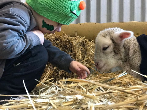 Horsham Agricultural Show - Tourism Guide 0
