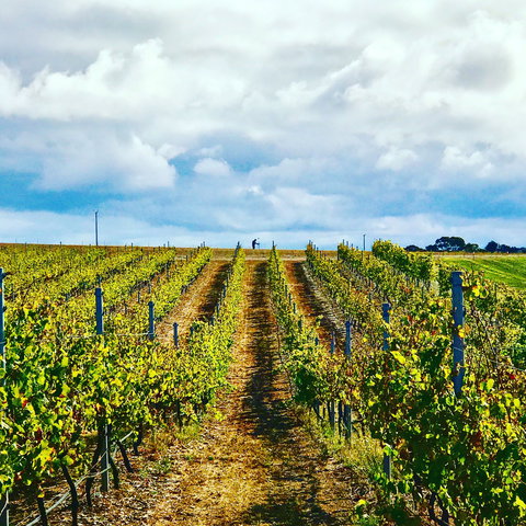 Peter Teakle Wines - Travel Agents 1