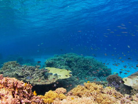 Recovery Of The Great Barrier Reef - Tourism Guide 0