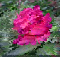 Rhododendrons at Brangayne - Cruises Travel