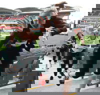 Stadium Stomp Adelaide Oval - Postponed - Travel Search