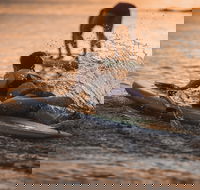 The Bay Games - Jervis Bay - Cruises Travel
